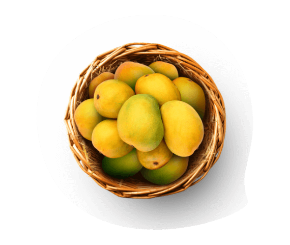 Devratna Mango Orchard